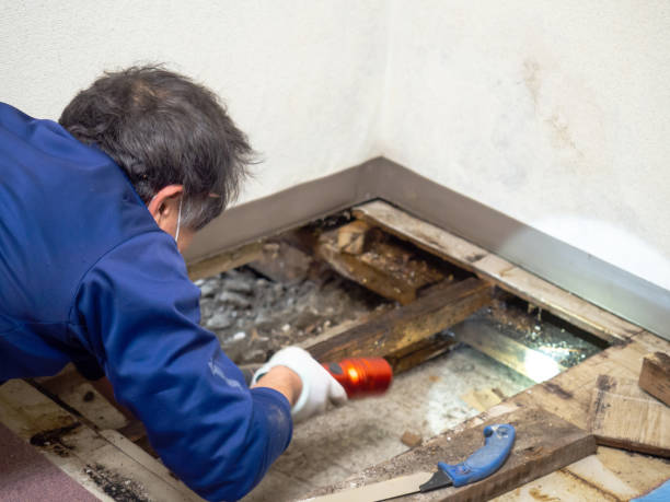 Best Crawl Space Mold Removal  in Nixon, TX