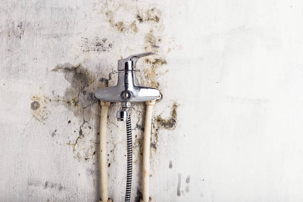 Best Same-Day Mold Removal  in Nixon, TX