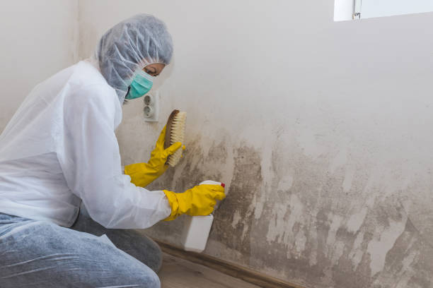 Trusted Nixon, TX Mold Removal Experts