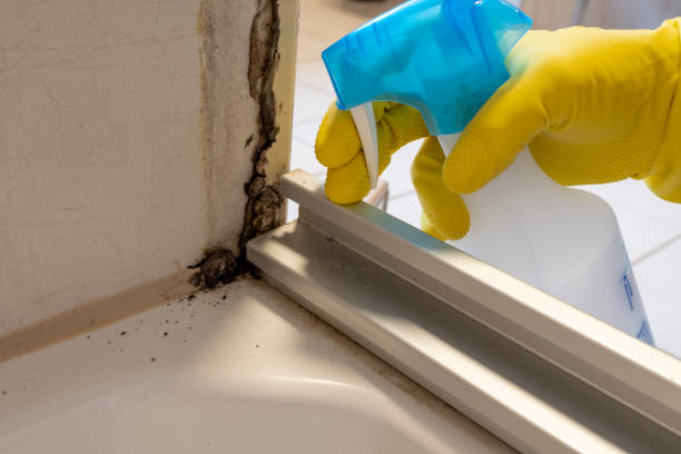 Best Office Mold Removal Services  in Nixon, TX