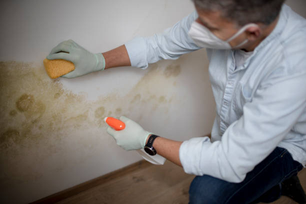 Mold Testing and Removal in Nixon, TX