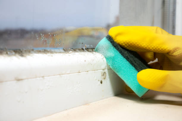 Trusted Nixon, TX Mold Removal Experts