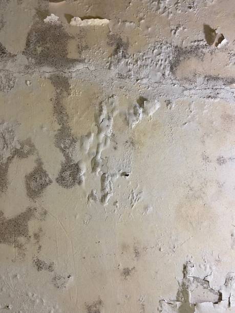 Best Affordable Mold Removal  in Nixon, TX