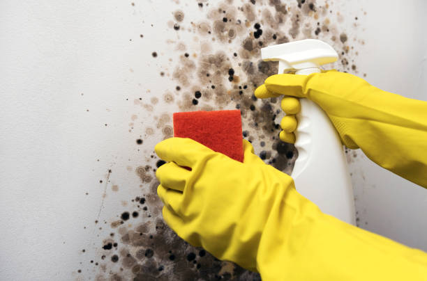 Mold Removal and Inspection in Nixon, TX