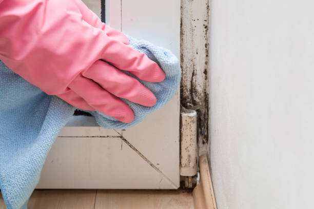 Best Professional Mold Removal  in Nixon, TX